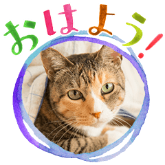 [LINEスタンプ] ミーコとべーやん