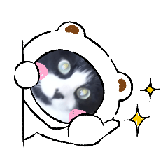 [LINEスタンプ] 猫こむぎこはく