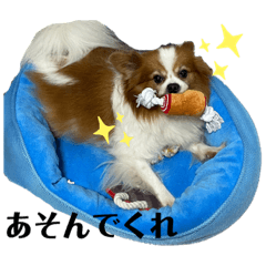 [LINEスタンプ] パピヨンのサニーくん