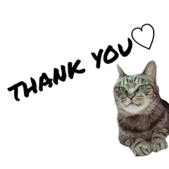 [LINEスタンプ] キジトラ猫さん1