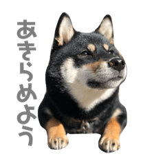 [LINEスタンプ] やさぐれにまる