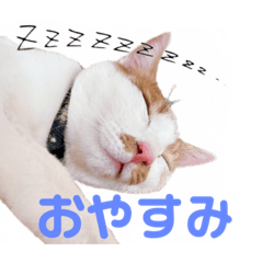 [LINEスタンプ] 茶白ネコチャンズ