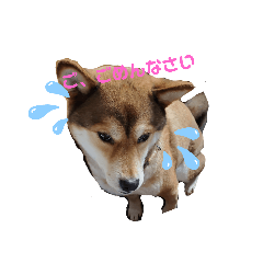 [LINEスタンプ] しばいぬにこる