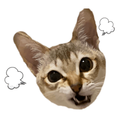 [LINEスタンプ] こむぎスタンプ“シンガプーラ”