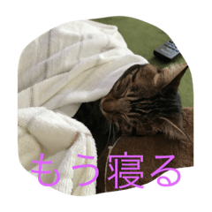 [LINEスタンプ] トトラのスタン部