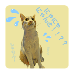 [LINEスタンプ] 伍助です。