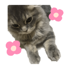 [LINEスタンプ] ゴマかわいいスタンプ