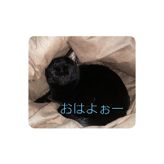 [LINEスタンプ] きち 1