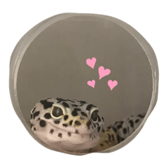 [LINEスタンプ] ハクちゃん_レオパードゲッコウ