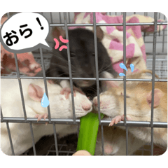 [LINEスタンプ] うちの子ねずみ