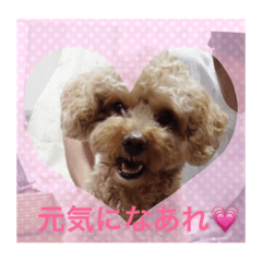 [LINEスタンプ] 愛犬の、ぼくスタンプ