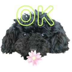 [LINEスタンプ] プーライフ40