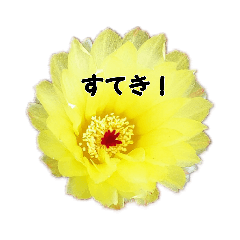 [LINEスタンプ] うちの さぼてんの       ボンちゃん25歳！