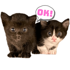 [LINEスタンプ] ぱちくろ