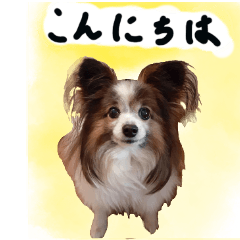 [LINEスタンプ] 世界一可愛いパピヨンくうのスタンプ