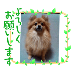 [LINEスタンプ] パールちゃんとシャアくん