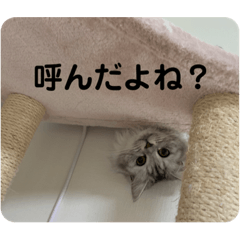 [LINEスタンプ] 我が家の動物。