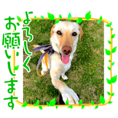 [LINEスタンプ] 毎日らぶらどーる