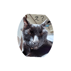 [LINEスタンプ] ごん 1