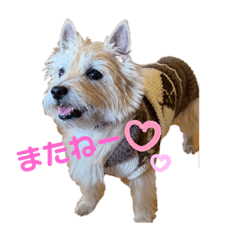 [LINEスタンプ] パティちゃんと可愛い仲間たち