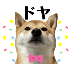 [LINEスタンプ] 柴犬チビの日常スタンプ