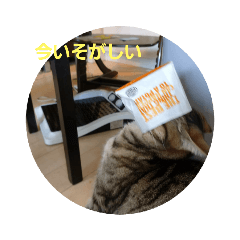 [LINEスタンプ] ネコ(まいちゃん)と一緒