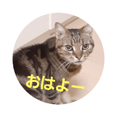 [LINEスタンプ] まいちゃんといつも一緒
