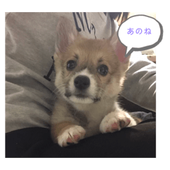 [LINEスタンプ] シシーだよ！