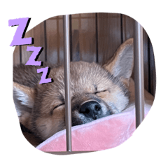 [LINEスタンプ] 愛犬ココちゃん！！！！！