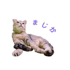 [LINEスタンプ] メルココ