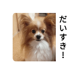 [LINEスタンプ] うちのチョコ太