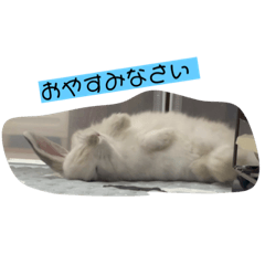 [LINEスタンプ] うさぎのととろうスタンプ
