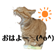 [LINEスタンプ] 茶トラ 猫のスー ネコねこ スタンプ