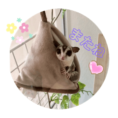 [LINEスタンプ] モモンガ癒されスタンプ