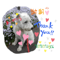 [LINEスタンプ] 使える シロ シュナ