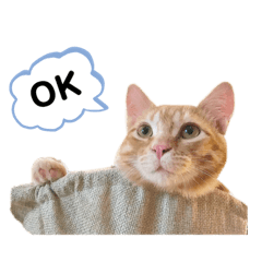 [LINEスタンプ] 茶トラのトラモフ 1