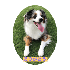 [LINEスタンプ] 愛犬Ash