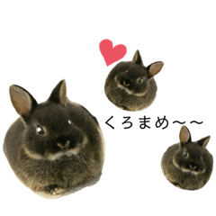 [LINEスタンプ] 黒マメスタンプ2