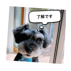 [LINEスタンプ] トムだってできるもん！