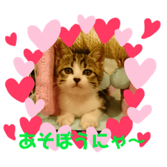[LINEスタンプ] おうちゃん★ララちゃん 猫にゃんスタンプ