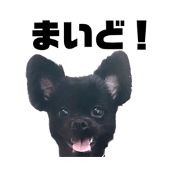 [LINEスタンプ] かわいいビン助