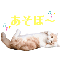 [LINEスタンプ] ウニねこ