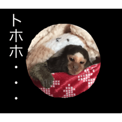 [LINEスタンプ] コモンマーモセット らむね君 2