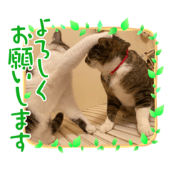 [LINEスタンプ] 心愛＆笑華