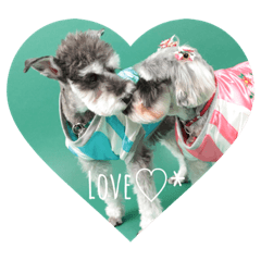 [LINEスタンプ] Mシュナ 元保護犬DankeとMina