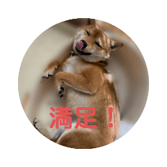 [LINEスタンプ] 豆柴の毎日使えるスタンプ