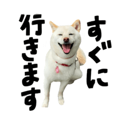 [LINEスタンプ] 可愛いドッグスタンプ豆柴/メルちゃん