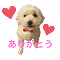[LINEスタンプ] ちわぷースタンプ！