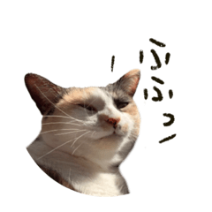 [LINEスタンプ] illyちゃん