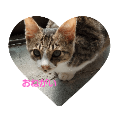 [LINEスタンプ] 素直な